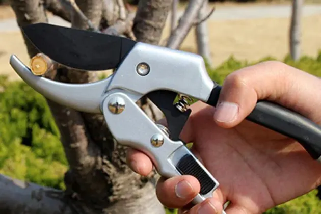 cong dung va cach su dung keo cat cay thumb