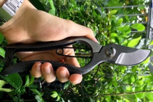 keo cat canh nhat co tot khong thumb