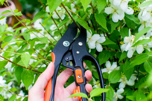 Kéo cắt kiểng và những công dụng không phải ai cũng biết 1 keo cat kieng va nhung cong dung thum