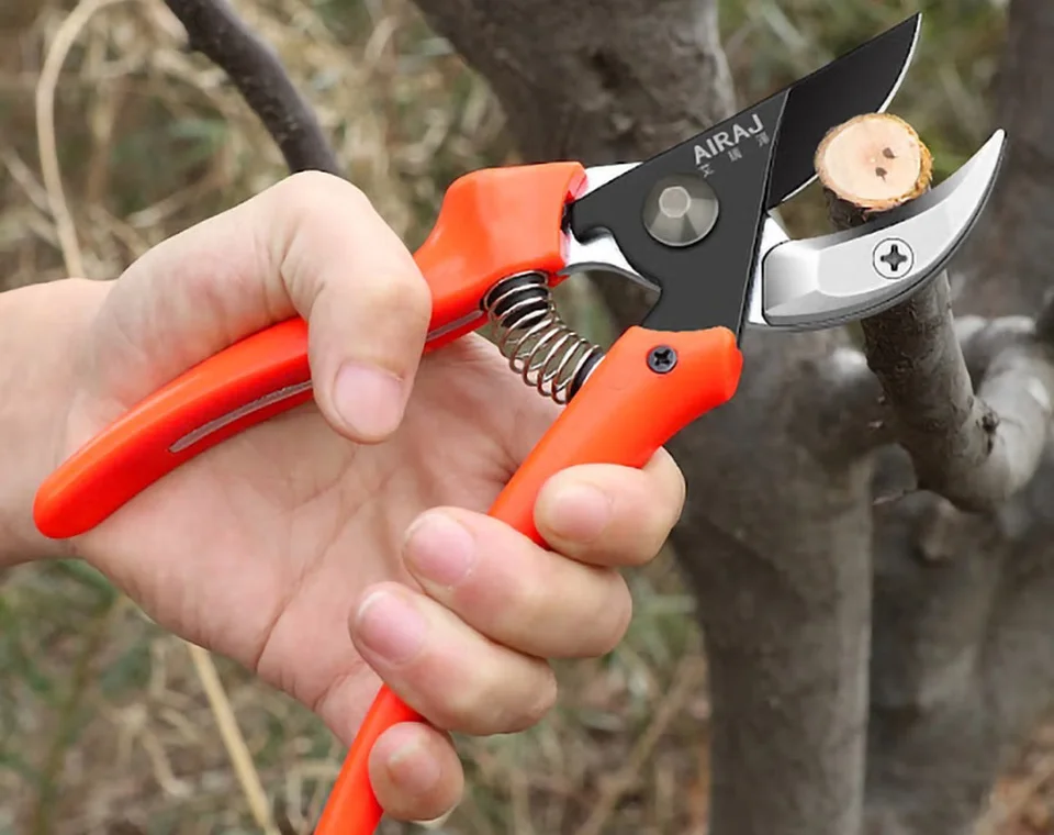 Sử dụng kéo cắt tỉa cành